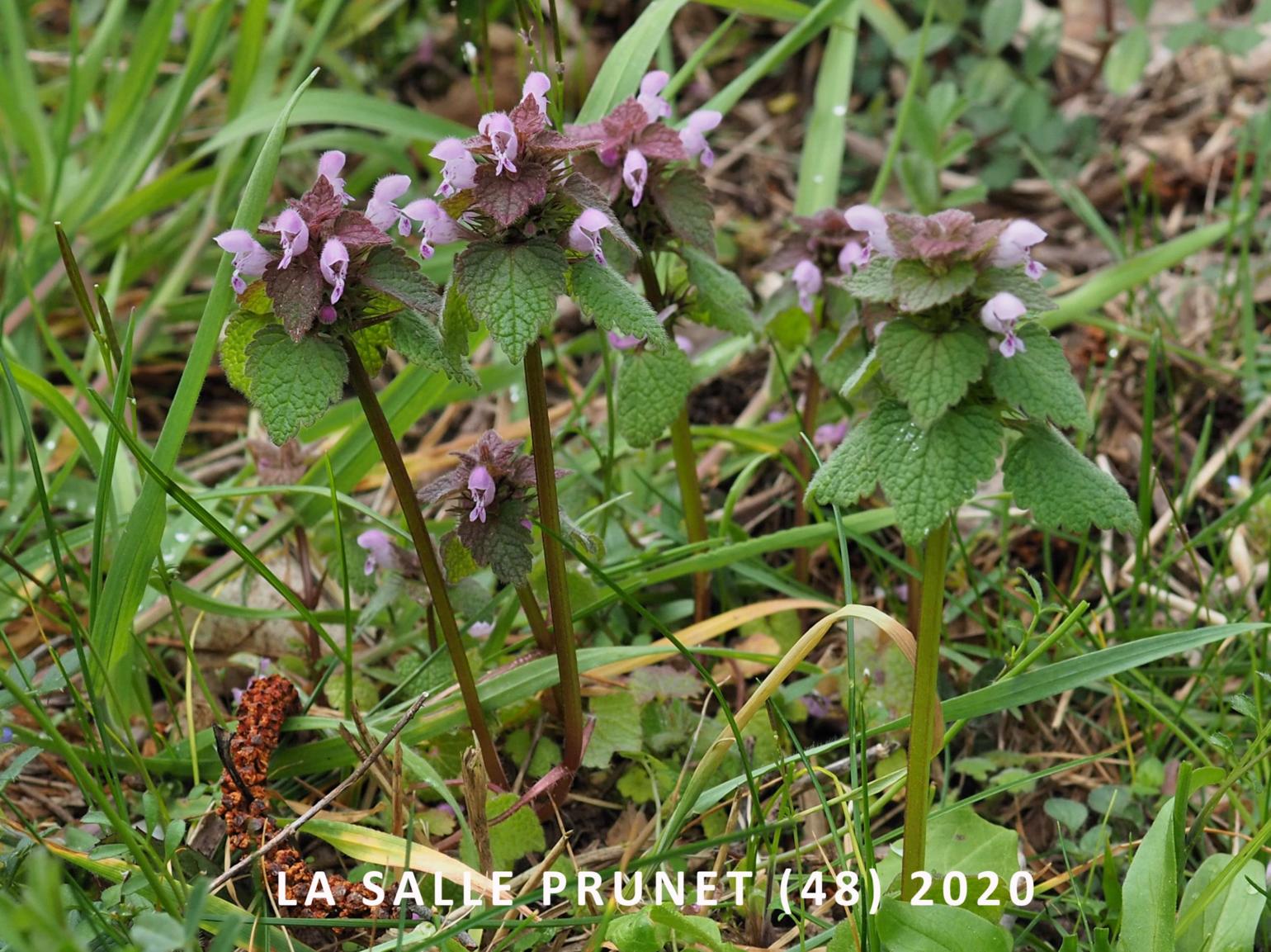 Dead-nettle, Red